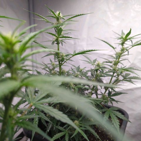Green Gelato Automatic  #3 growlog photo: Green Gelato Automatic 
