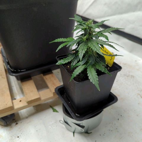 Cookies Gelato Automatic  #2 growlog photo: Irgendwie klein geblieben 