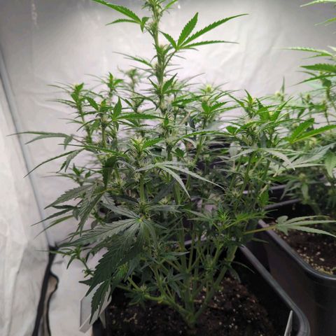 Green Gelato Automatic  #3 growlog photo: Green Gelato Automatic 3