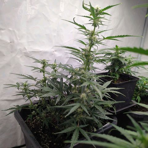 Green Gelato Automatic #4 growlog photo: GG 4 