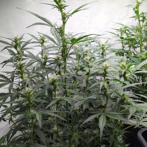 Green Gelato Automatic  #3 growlog photo: Blüte rieht kaum von der Green Gelato Auto 