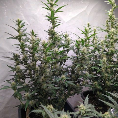 Green Gelato Automatic  #2 growlog photo: Now about 60 days old