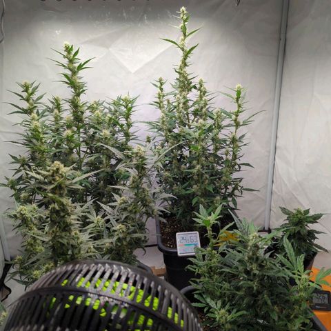 Green Gelato Automatic  #2 growlog photo: Now about 60 days old