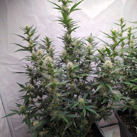 Green Gelato Automatic  #2 growlog timeline photo