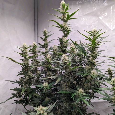Cookies Gelato Automatic  #2 growlog photo: Ab jetzt wird mit reinem Wasser gespült.Bis zur Ernte sind es 10 Tage. Zufällig ist an diesem Tag Vollmond. 😅👍