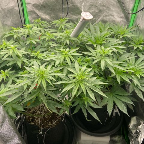 HSC Blueberry Muffin/Zam Gelato growlog timeline photo