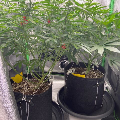 HSC Blueberry Muffin/Zam Gelato growlog timeline photo