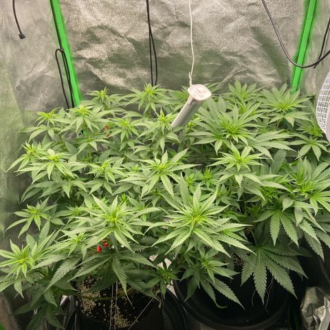 HSC Blueberry Muffin/Zam Gelato growlog timeline photo