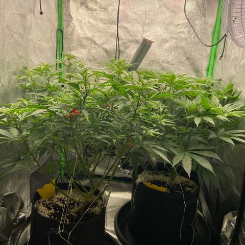 HSC Blueberry Muffin/Zam Gelato growlog timeline photo