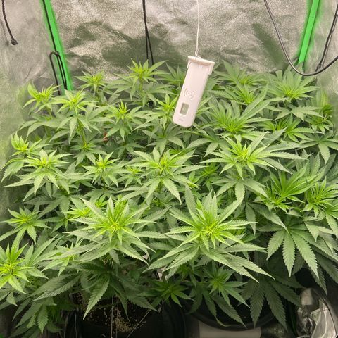 HSC Blueberry Muffin/Zam Gelato growlog timeline photo