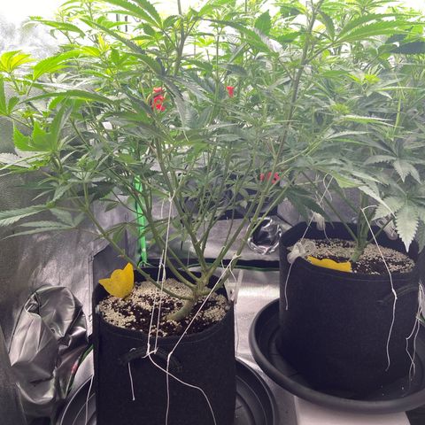 HSC Blueberry Muffin/Zam Gelato growlog timeline photo