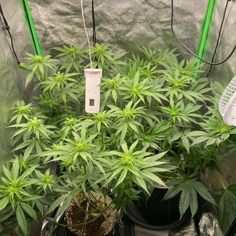 HSC Blueberry Muffin/Zam Gelato growlog timeline photo