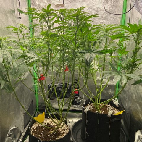 HSC Blueberry Muffin/Zam Gelato growlog timeline photo