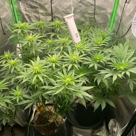 HSC Blueberry Muffin/Zam Gelato growlog timeline photo