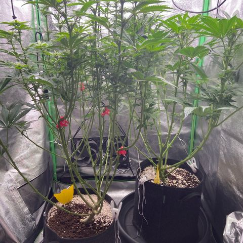 HSC Blueberry Muffin/Zam Gelato growlog timeline photo