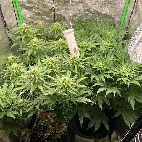 HSC Blueberry Muffin/Zam Gelato growlog timeline photo