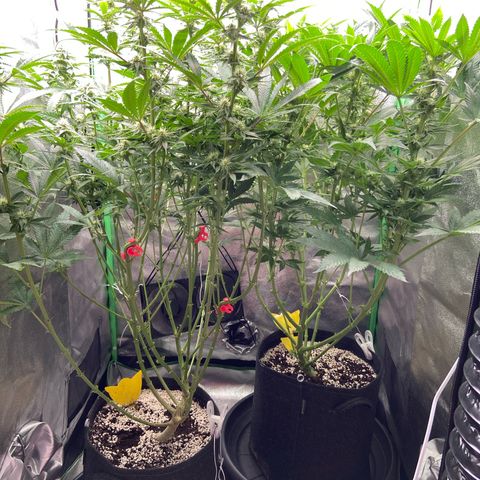 HSC Blueberry Muffin/Zam Gelato growlog timeline photo