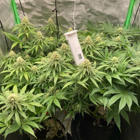 HSC Blueberry Muffin/Zam Gelato growlog timeline photo
