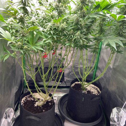 HSC Blueberry Muffin/Zam Gelato growlog timeline photo