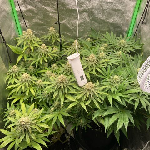 HSC Blueberry Muffin/Zam Gelato growlog timeline photo