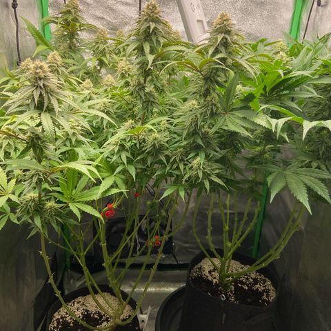 HSC Blueberry Muffin/Zam Gelato growlog timeline photo