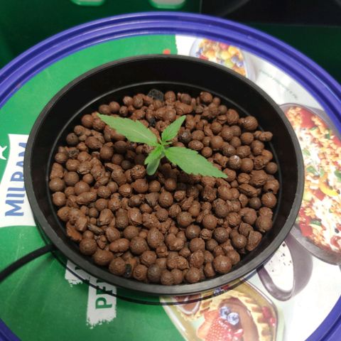 F1 Titan growlog timeline photo