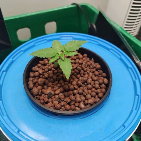 Northern Light Auto growlog timeline photo