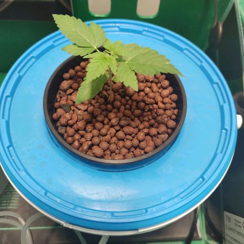 Northern Light Auto growlog timeline photo