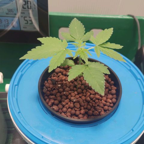 Northern Light Auto growlog timeline photo