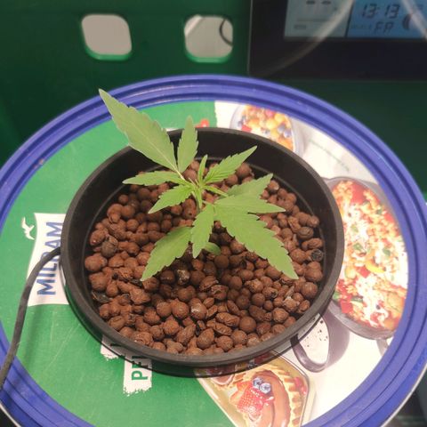 F1 Titan growlog timeline photo