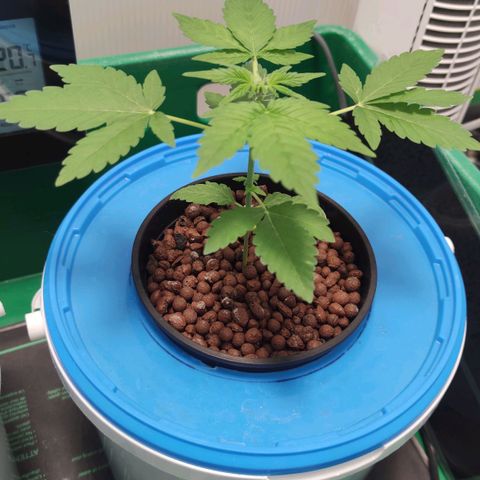 Northern Light Auto growlog timeline photo