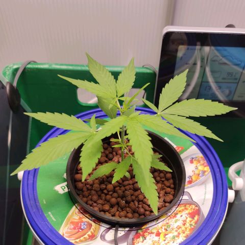 F1 Titan growlog timeline photo