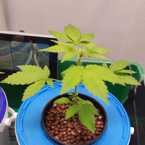 Northern Light Auto growlog timeline photo