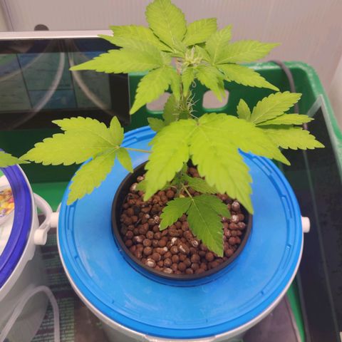 Northern Light Auto growlog timeline photo