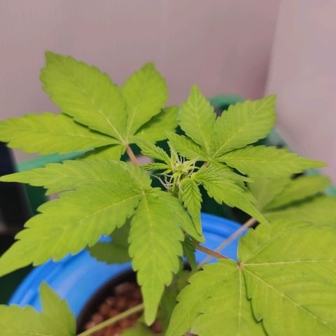 Northern Light Auto growlog timeline photo