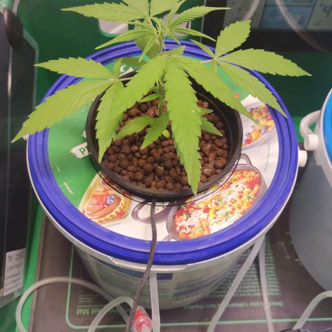F1 Titan growlog timeline photo