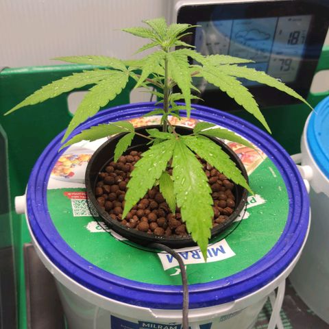 F1 Titan growlog timeline photo