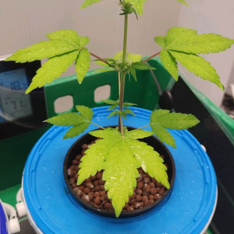 Northern Light Auto growlog timeline photo