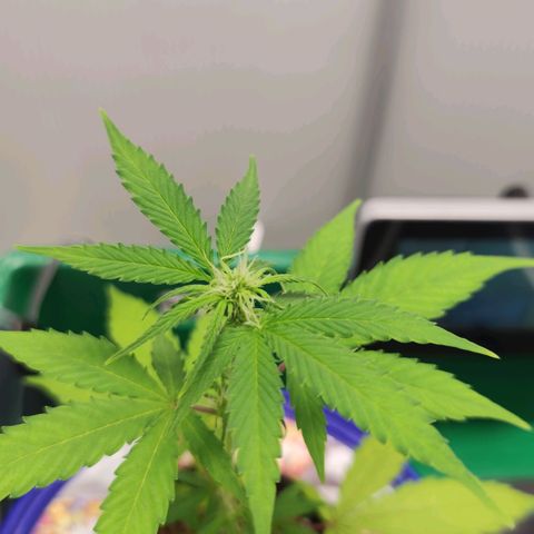 F1 Titan growlog timeline photo