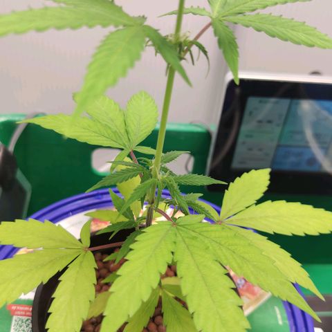 F1 Titan growlog timeline photo