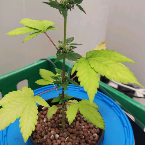 Northern Light Auto growlog timeline photo