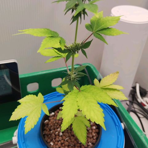 Northern Light Auto growlog timeline photo