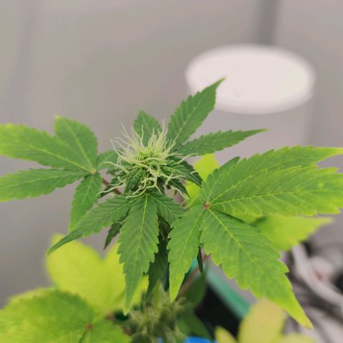 Northern Light Auto growlog timeline photo