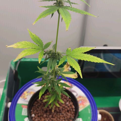 F1 Titan growlog timeline photo