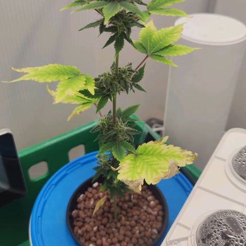 Northern Light Auto growlog timeline photo