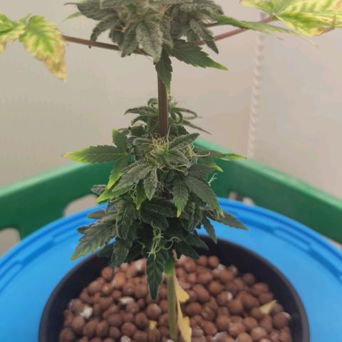 Northern Light Auto growlog timeline photo