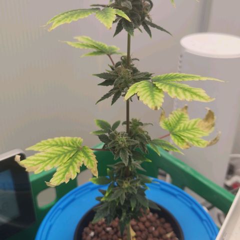 Northern Light Auto growlog timeline photo