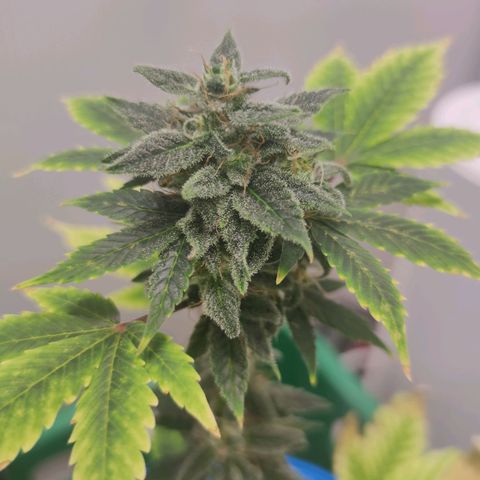 Northern Light Auto growlog timeline photo
