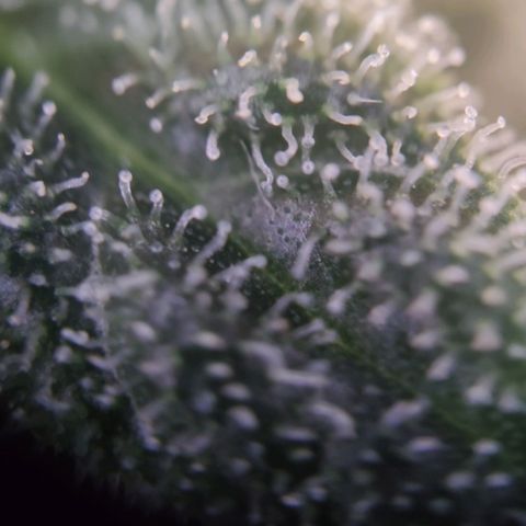Northern Light Auto growlog timeline photo