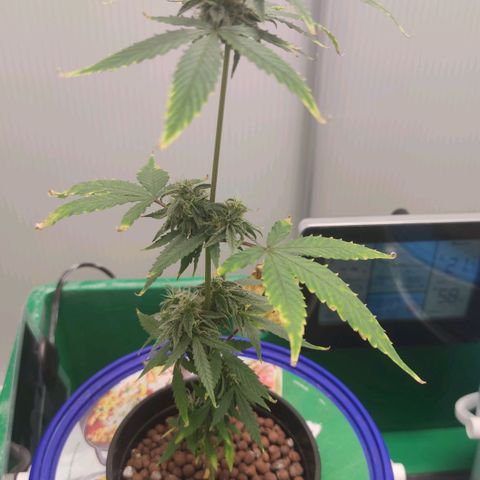 F1 Titan growlog timeline photo